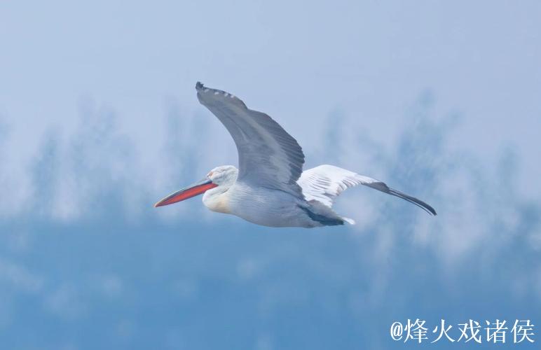卷羽鹈鹕张大嘴飞行的原因是什么？